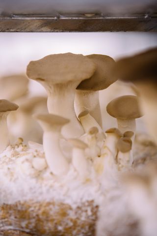 hofburk-pilze_2